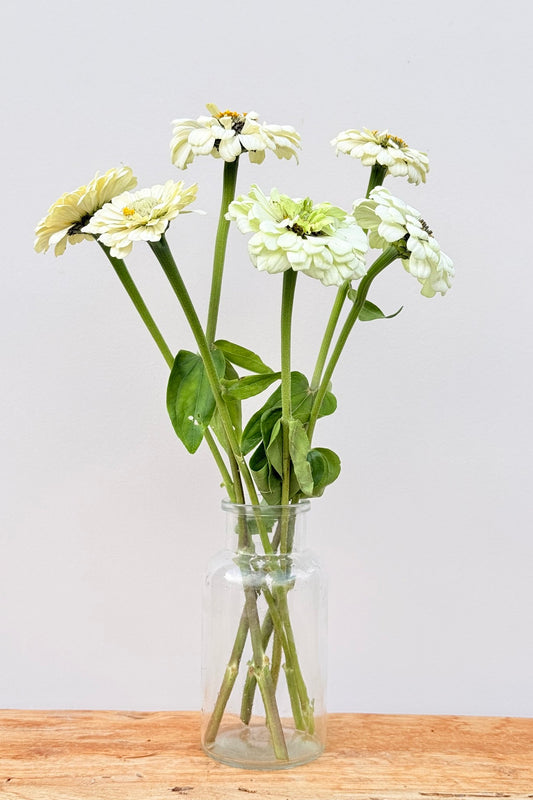 Frøkenhat 'Polar Bear' - frø - 1-årige sommerblomster - til din skærehave her vist på billede 2 fra Frk. Grønt