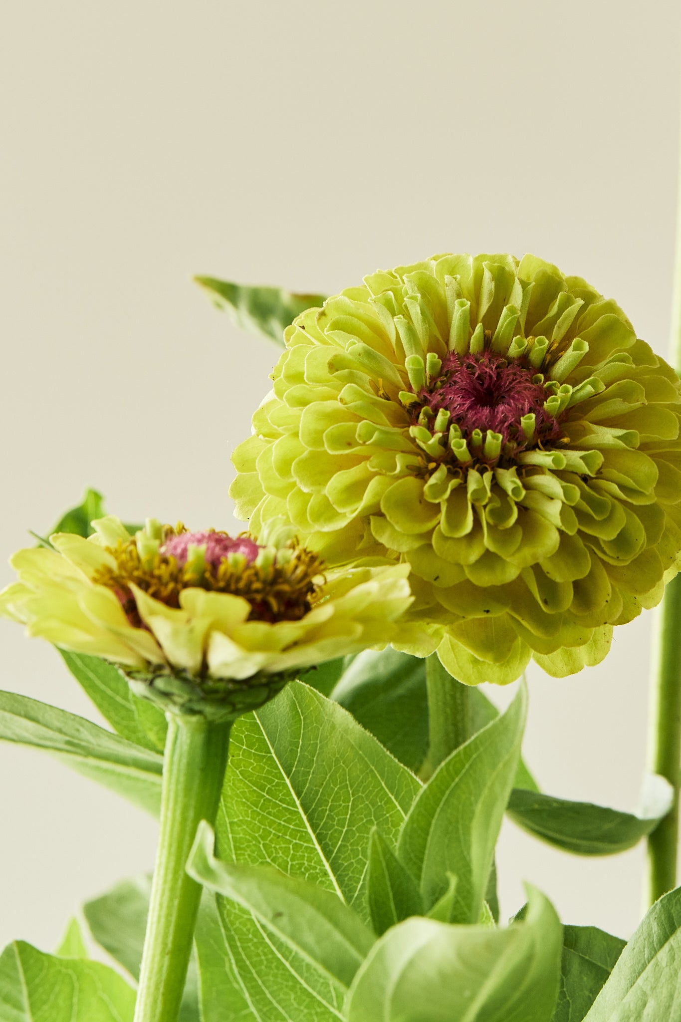 Frøkenhat 'Queen Lime Blotch' - frø - 1-årige sommerblomster - til din skærehave her vist på billede 1 fra Frk. Grønt