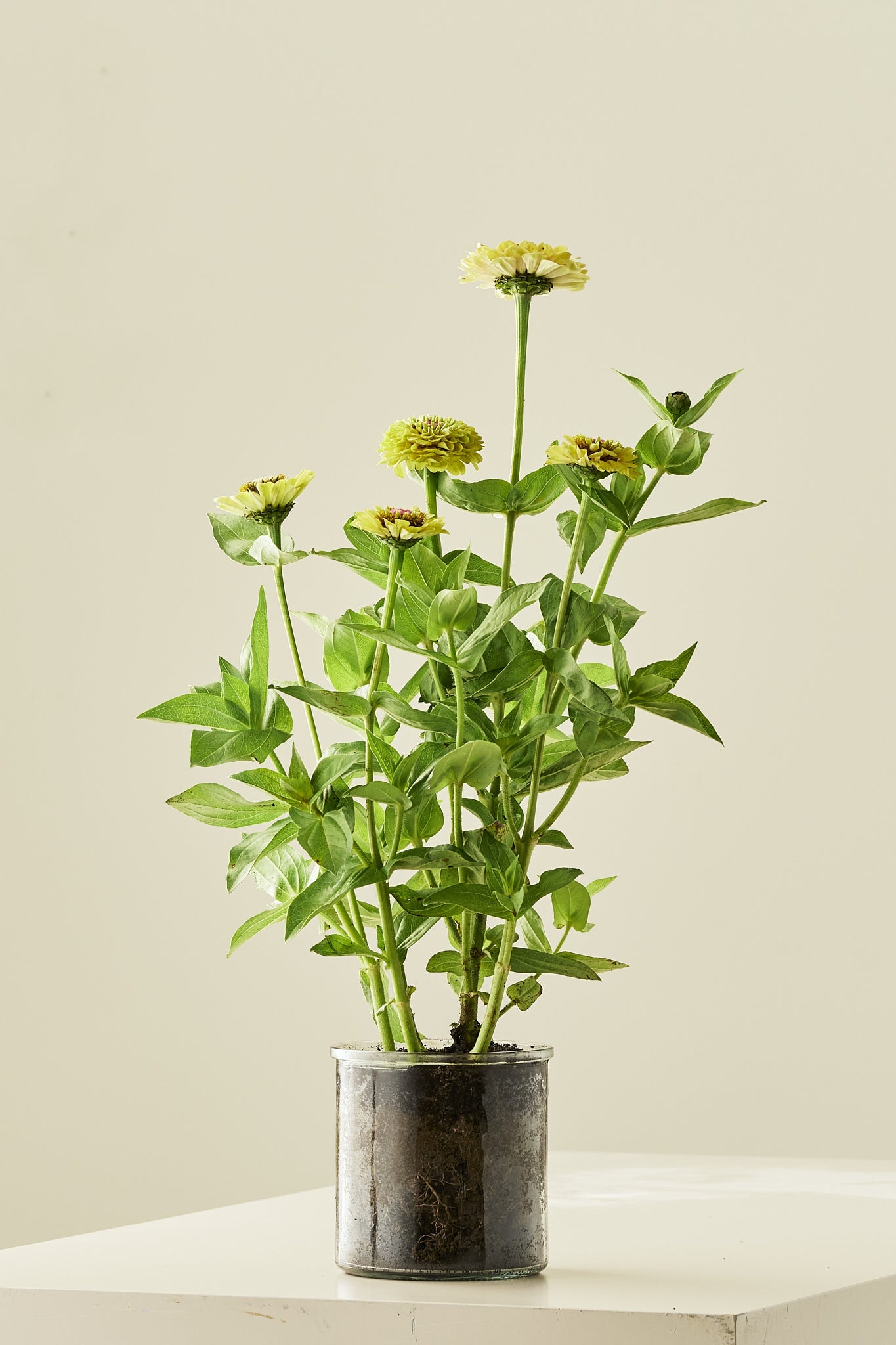 Frøkenhat 'Queen Lime Blotch' - frø - 1-årige sommerblomster - til din skærehave her vist på billede 2 fra Frk. Grønt