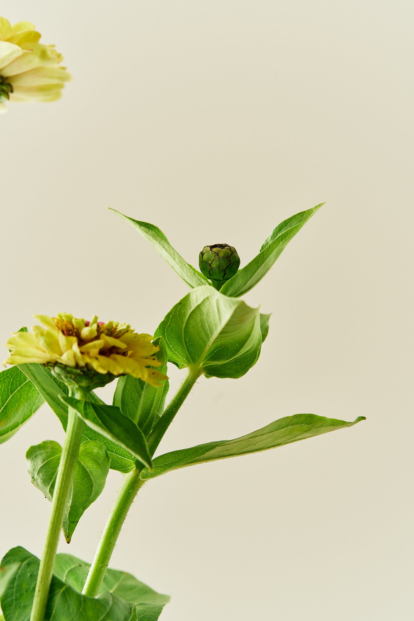 Frøkenhat 'Queen Lime Blotch' - frø - 1-årige sommerblomster - til din skærehave her vist på billede 5 fra Frk. Grønt