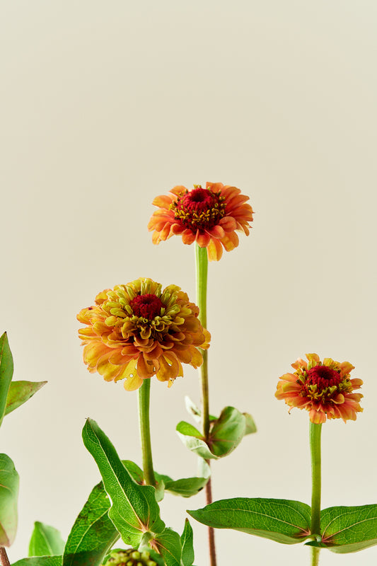 Frøkenhat 'Queen Lime Orange' - frø - 1-årige sommerblomster - til din skærehave her vist på billede 1 fra Frk. Grønt