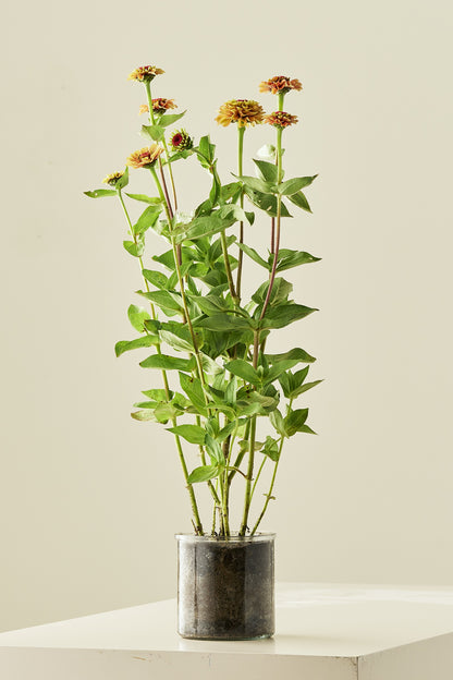 Frøkenhat 'Queen Lime Orange' - frø - 1-årige sommerblomster - til din skærehave her vist på billede 2 fra Frk. Grønt