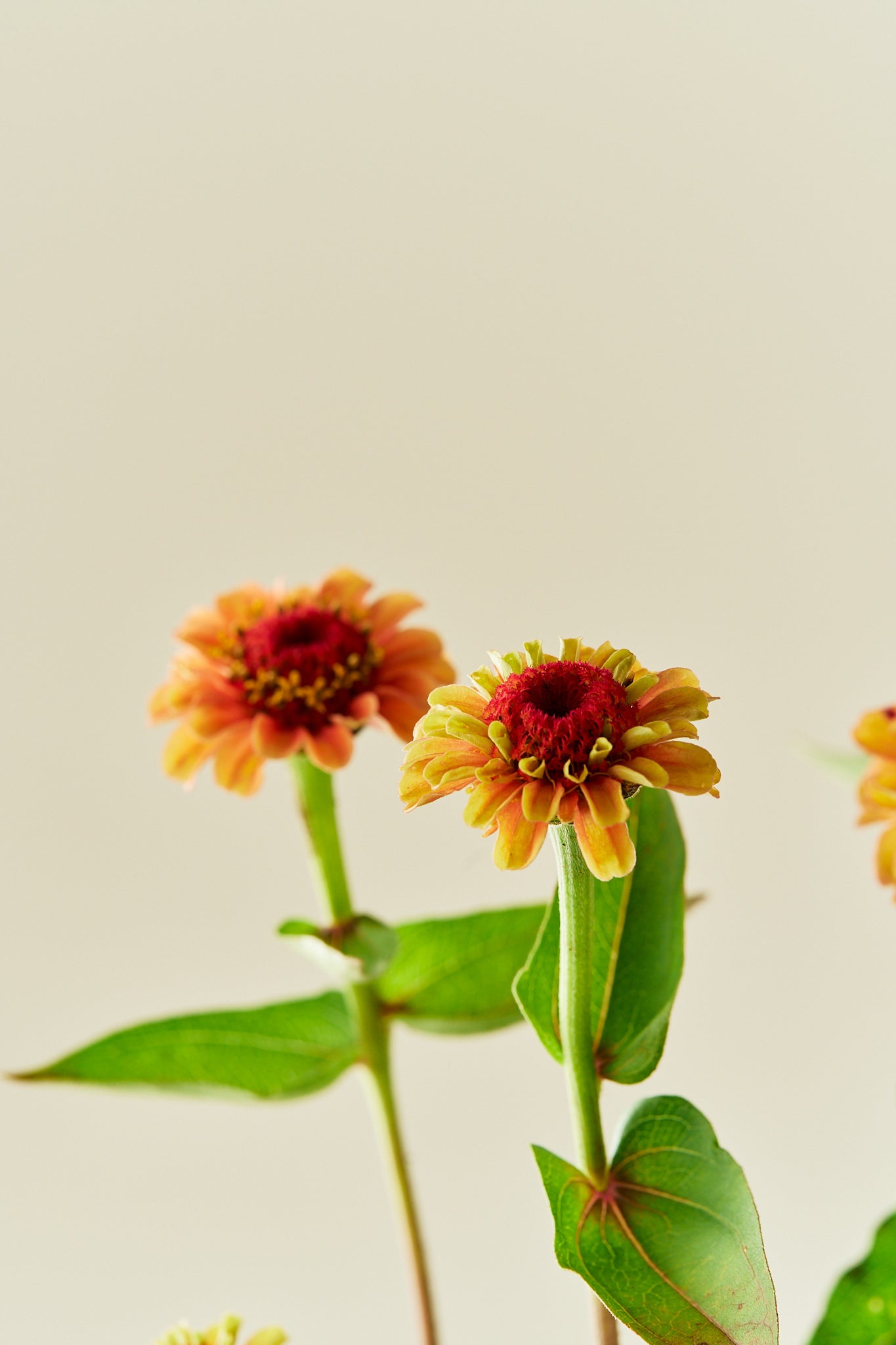 Frøkenhat 'Queen Lime Orange' - frø - 1-årige sommerblomster - til din skærehave her vist på billede 3 fra Frk. Grønt