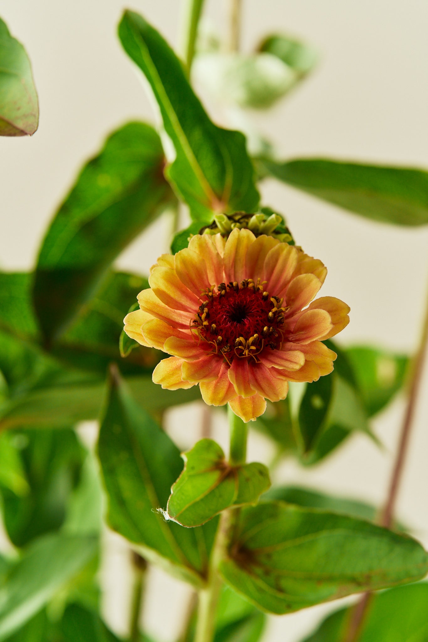Frøkenhat 'Queen Lime Orange' - frø - 1-årige sommerblomster - til din skærehave her vist på billede 4 fra Frk. Grønt