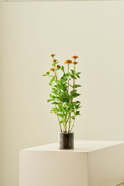 Frøkenhat 'Queen Lime Orange' - frø - 1-årige sommerblomster - til din skærehave her vist på billede 5 fra Frk. Grønt
