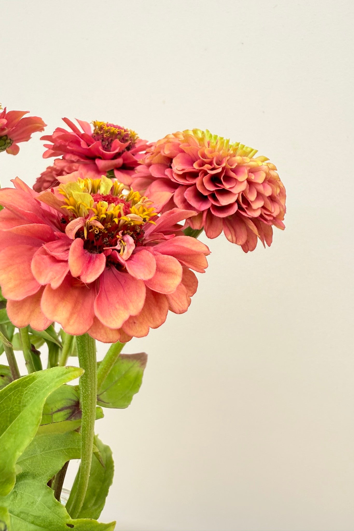 Frøkenhat 'Queen Red Lime' - frø - 1-årige sommerblomster - til din skærehave her vist på billede 1 fra Frk. Grønt
