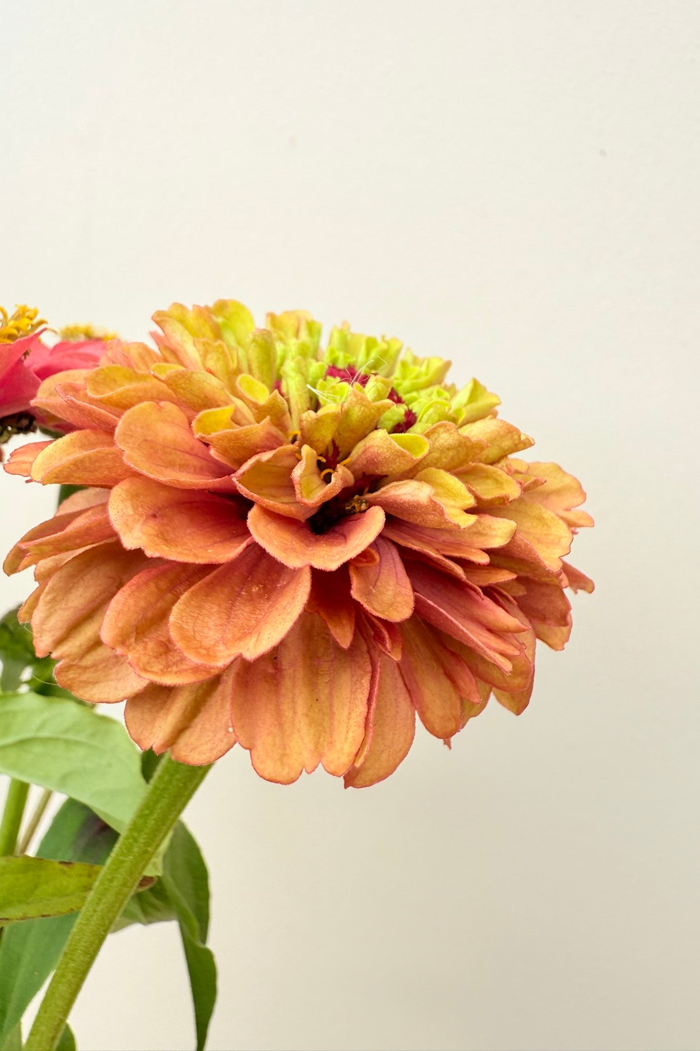 Frøkenhat 'Queen Red Lime' - frø - 1-årige sommerblomster - til din skærehave her vist på billede 10 fra Frk. Grønt