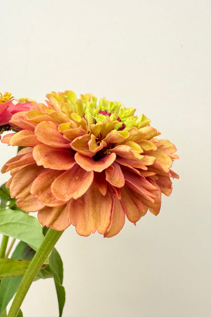 Frøkenhat 'Queen Red Lime' - frø - 1-årige sommerblomster - til din skærehave her vist på billede 10 fra Frk. Grønt