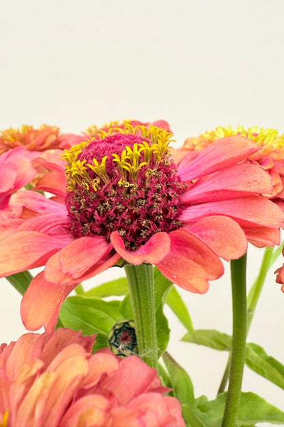 Frøkenhat 'Queen Red Lime' - frø - 1-årige sommerblomster - til din skærehave her vist på billede 11 fra Frk. Grønt