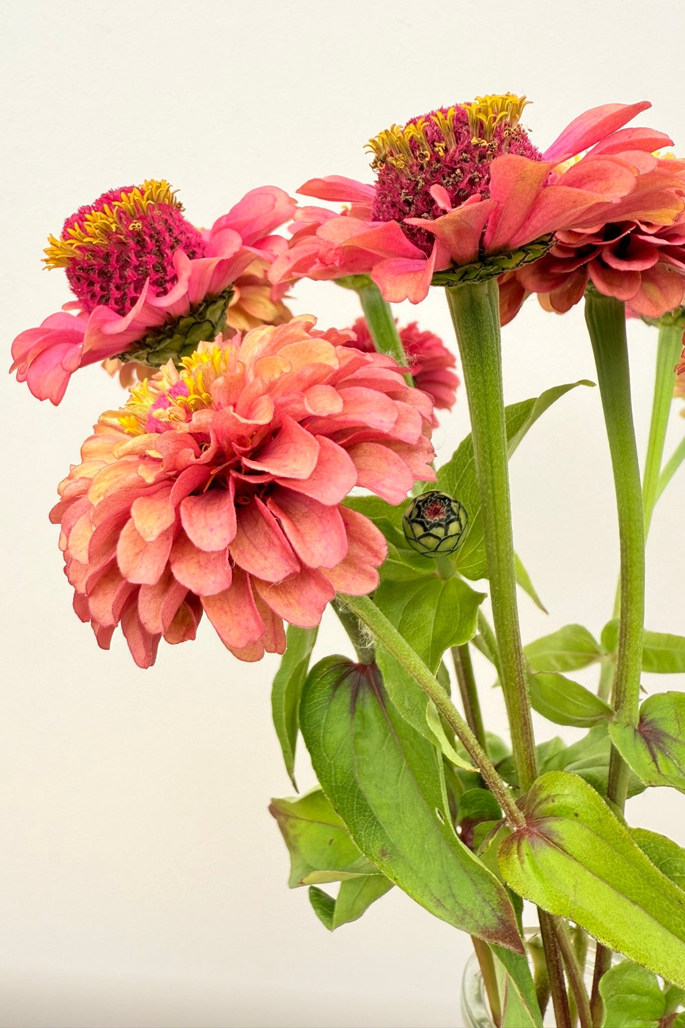 Frøkenhat 'Queen Red Lime' - frø - 1-årige sommerblomster - til din skærehave her vist på billede 12 fra Frk. Grønt