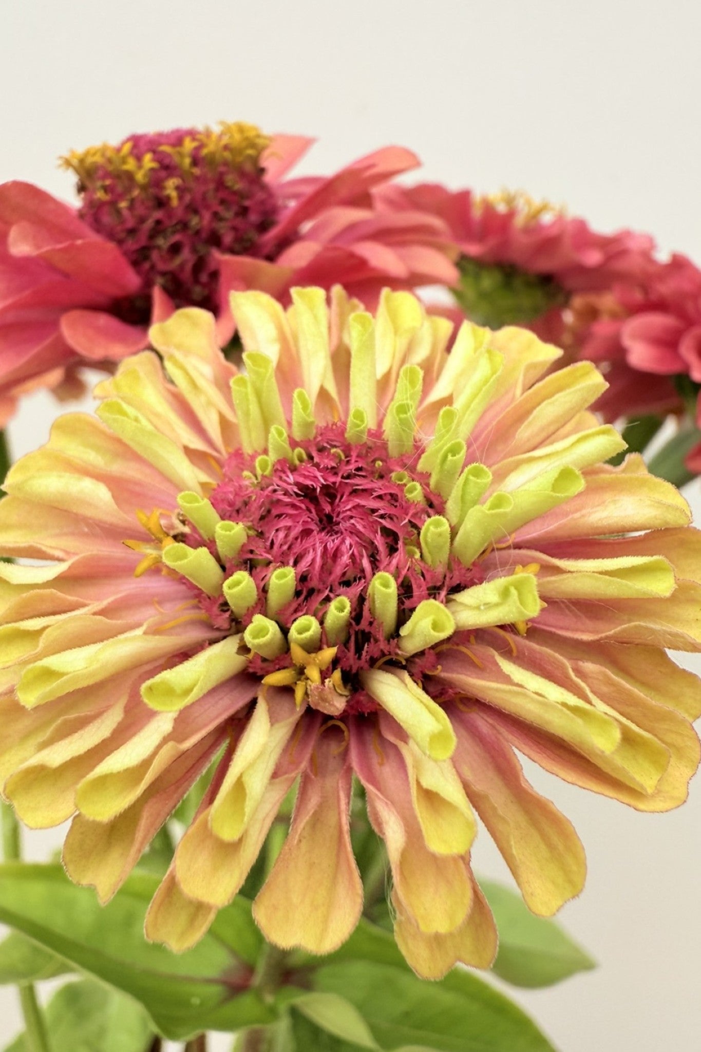 Frøkenhat 'Queen Red Lime' - frø - 1-årige sommerblomster - til din skærehave her vist på billede 2 fra Frk. Grønt