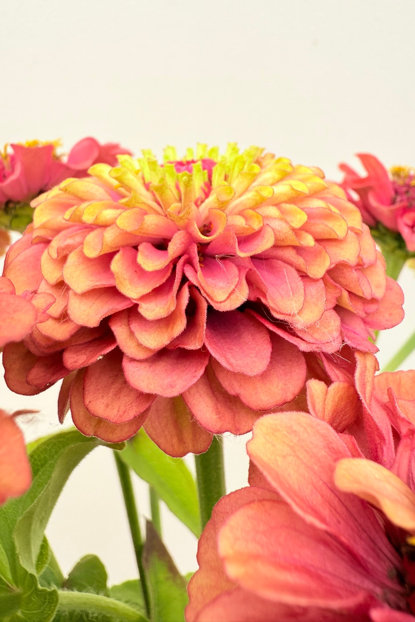 Frøkenhat 'Queen Red Lime' - frø - 1-årige sommerblomster - til din skærehave her vist på billede 3 fra Frk. Grønt