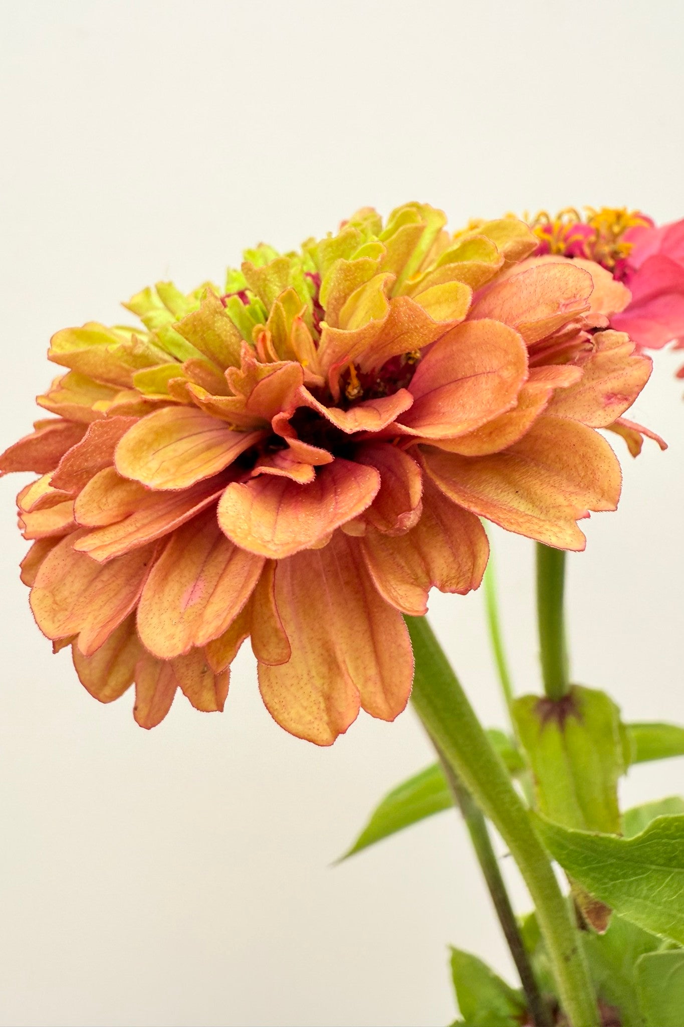 Frøkenhat 'Queen Red Lime' - frø - 1-årige sommerblomster - til din skærehave her vist på billede 4 fra Frk. Grønt