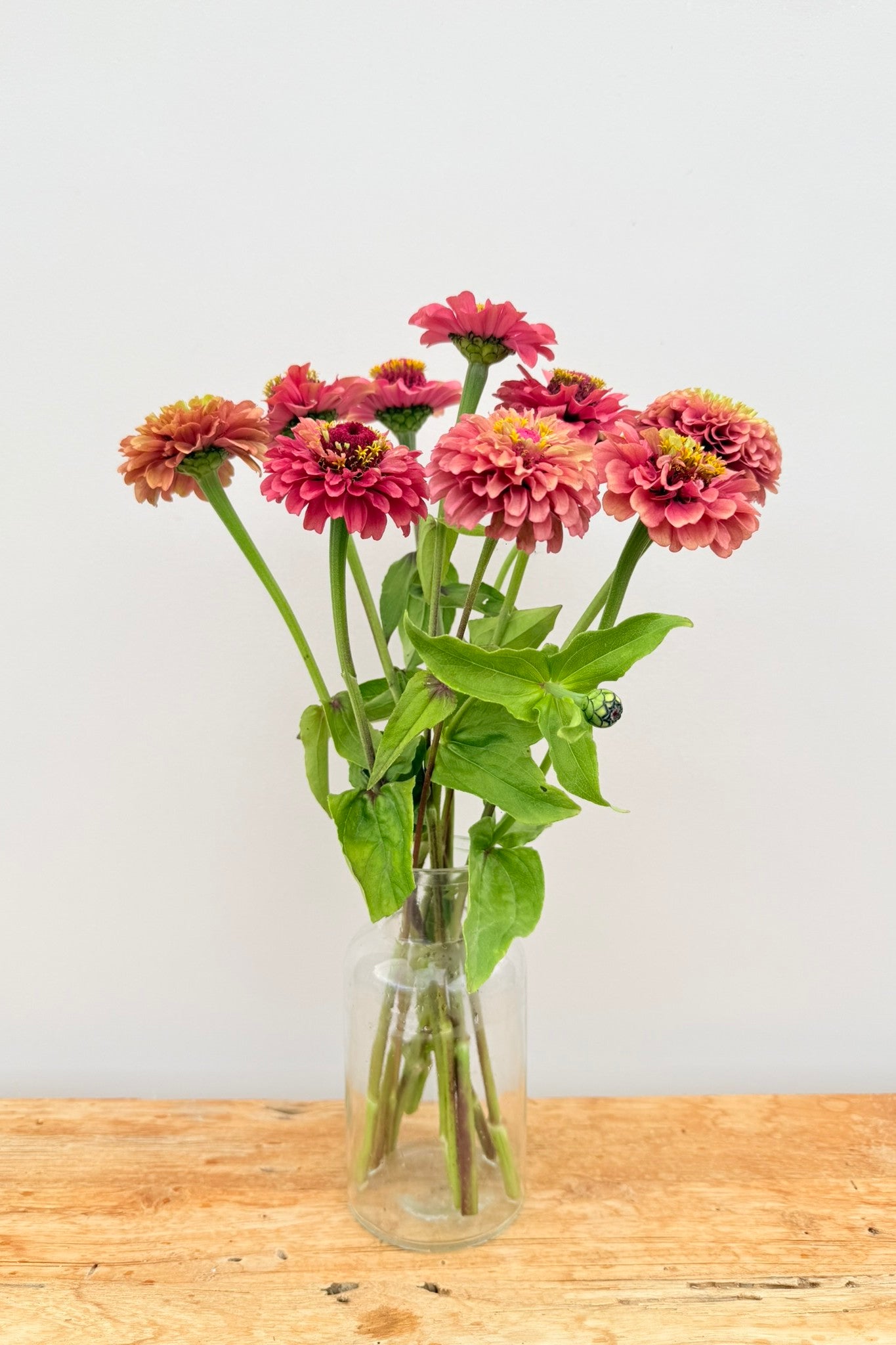 Frøkenhat 'Queen Red Lime' - frø - 1-årige sommerblomster - til din skærehave her vist på billede 7 fra Frk. Grønt