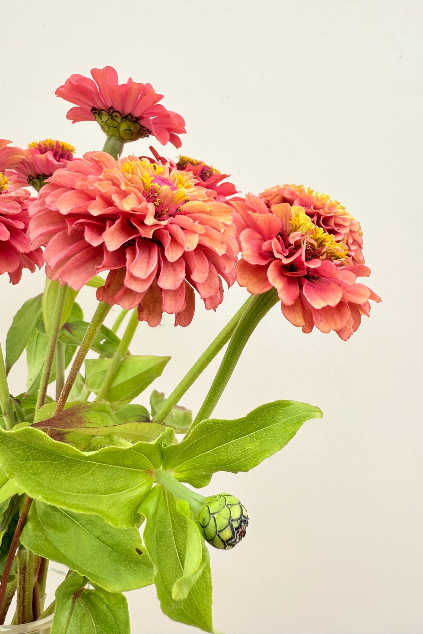 Frøkenhat 'Queen Red Lime' - frø - 1-årige sommerblomster - til din skærehave her vist på billede 8 fra Frk. Grønt