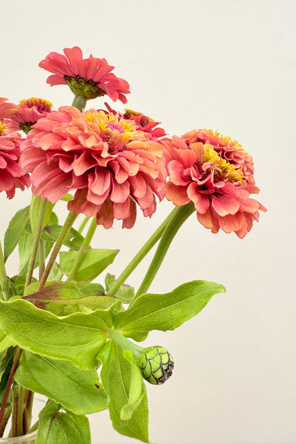 Frøkenhat 'Queen Red Lime' - frø - 1-årige sommerblomster - til din skærehave her vist på billede 8 fra Frk. Grønt