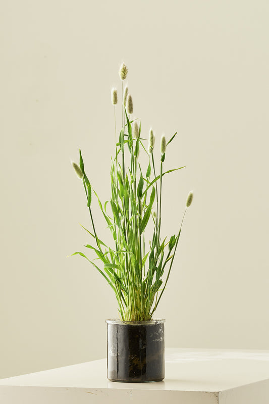 Harehale - frø - 1-årige sommerblomster - til din skærehave her vist på billede 2 fra Frk. Grønt