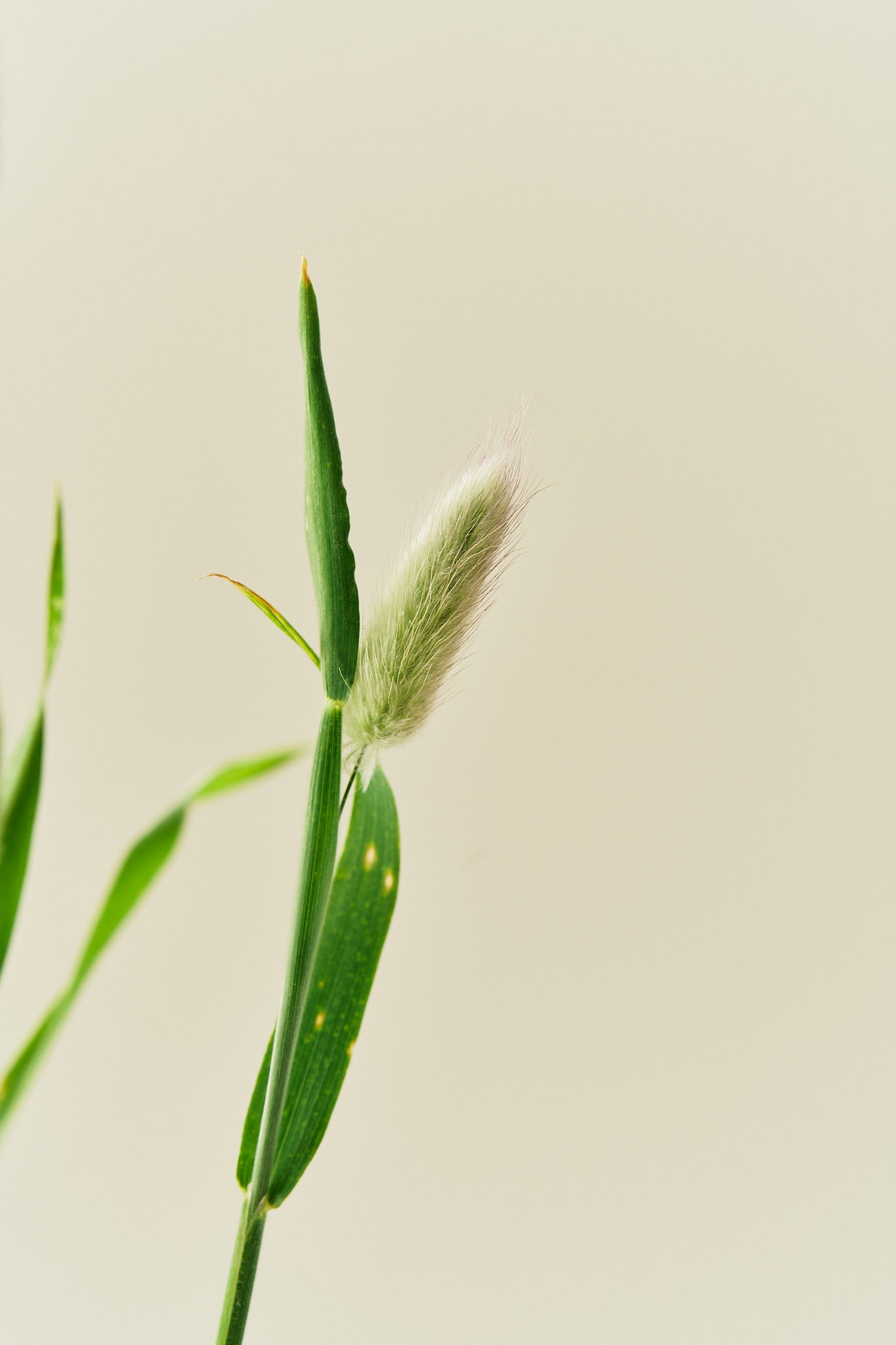 Harehale - frø - 1-årige sommerblomster - til din skærehave her vist på billede 4 fra Frk. Grønt