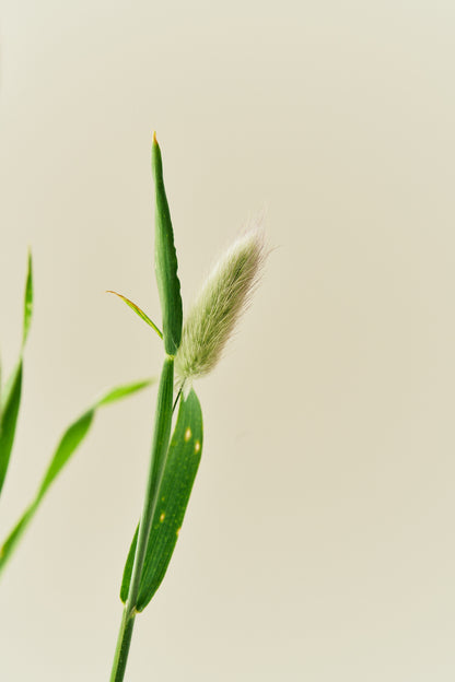 Harehale - frø - 1-årige sommerblomster - til din skærehave her vist på billede 4 fra Frk. Grønt