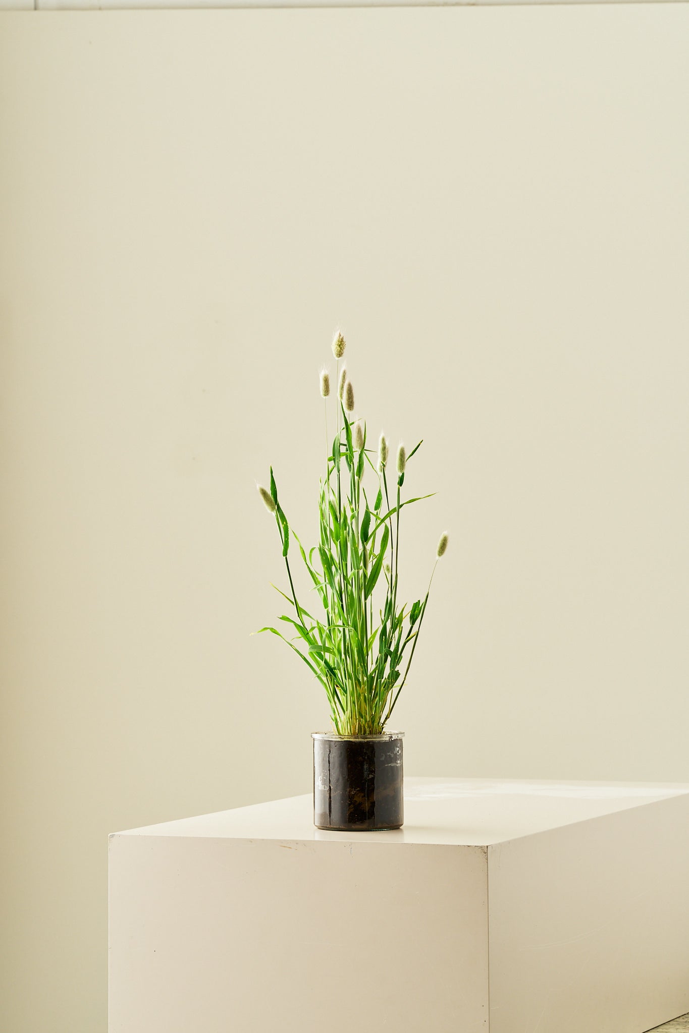 Harehale - frø - 1-årige sommerblomster - til din skærehave her vist på billede 6 fra Frk. Grønt