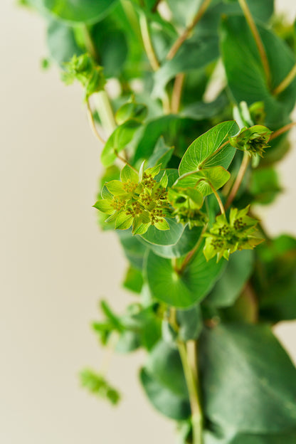 Hareøre 'Garibaldi' - frø - 1-årige sommerblomster - til din skærehave her vist på billede 6 fra Frk. Grønt