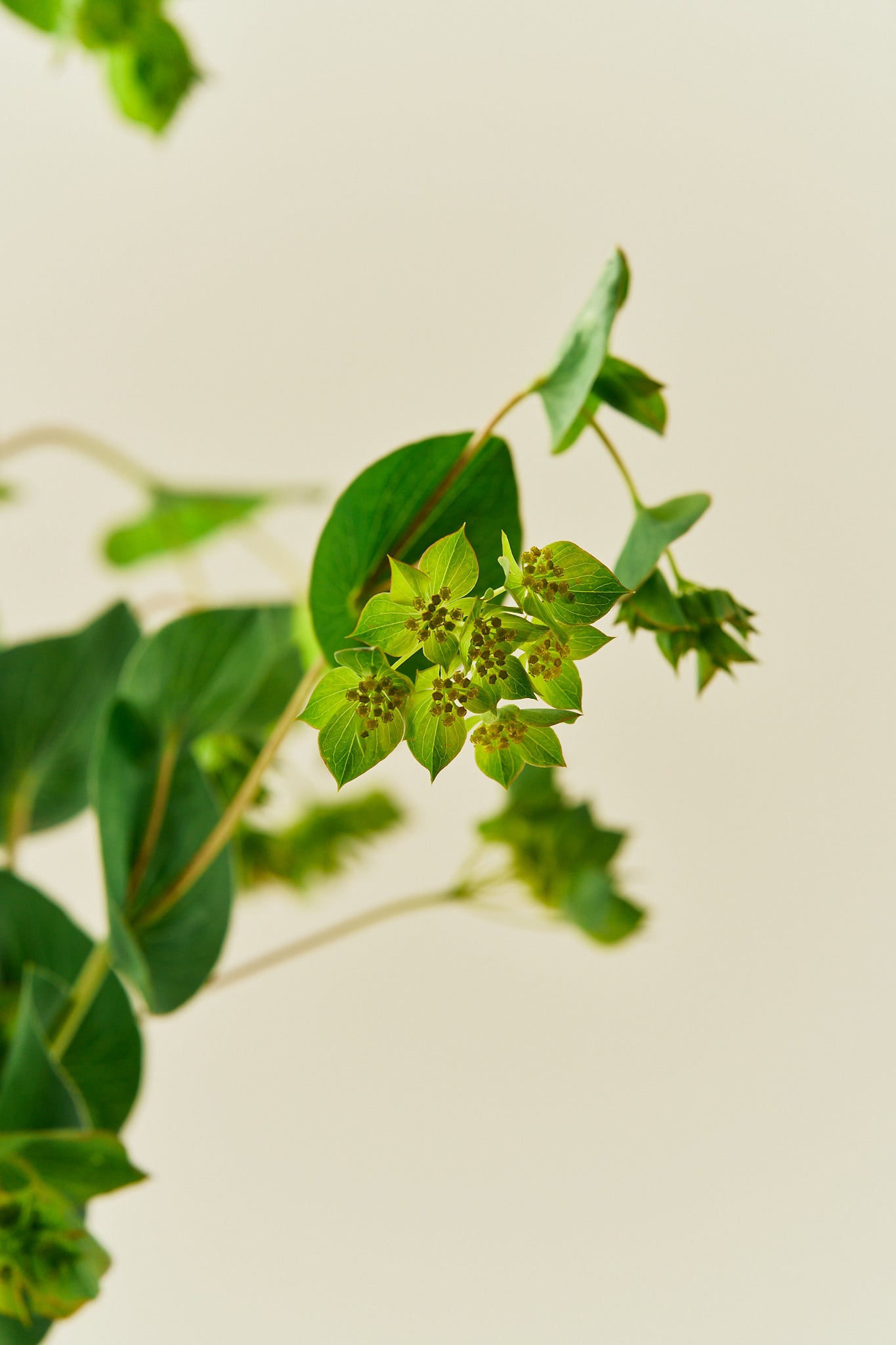 Hareøre 'Garibaldi' - frø - 1-årige sommerblomster - til din skærehave her vist på billede 7 fra Frk. Grønt