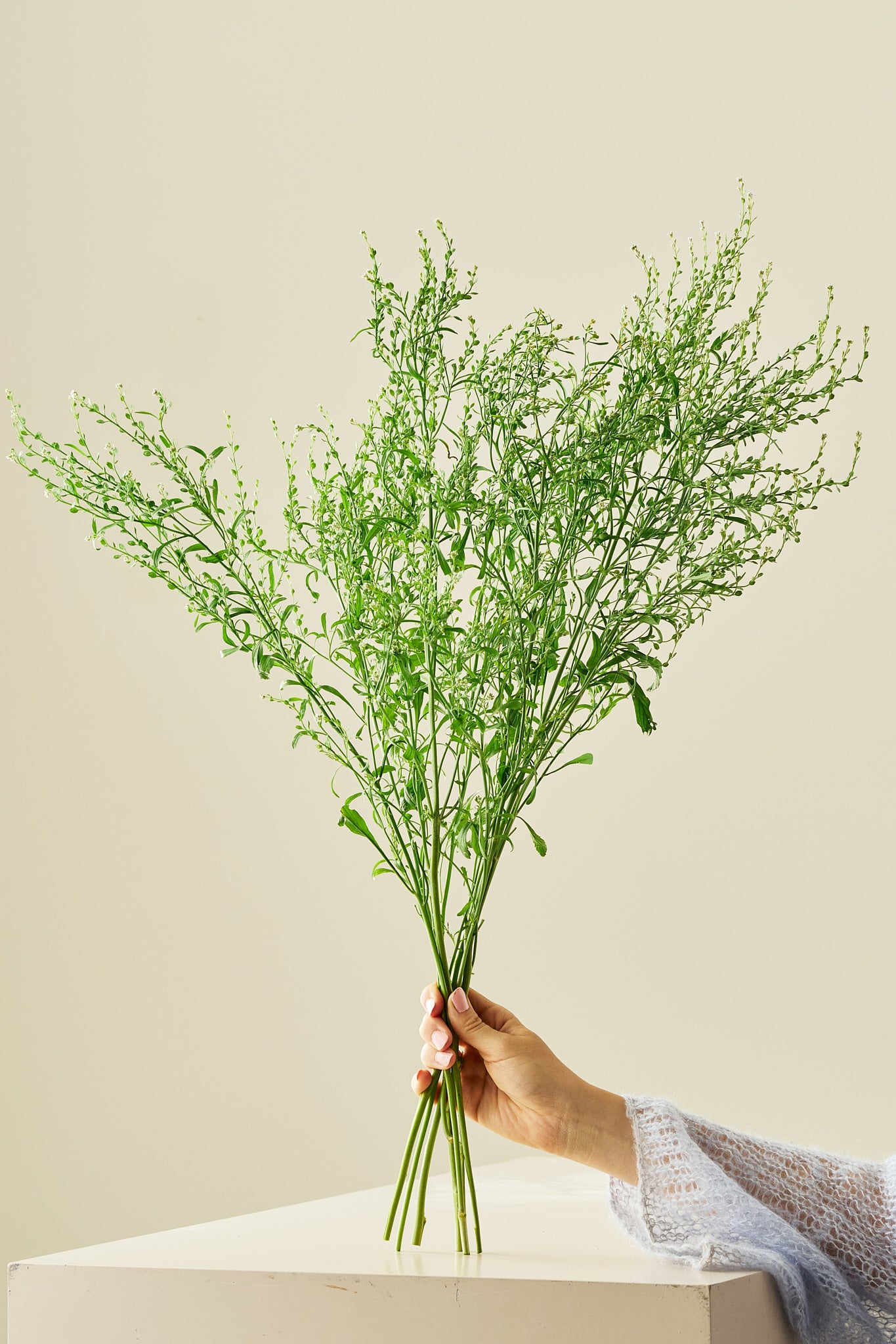 Havekarse - frø - 1-årige sommerblomster - til din skærehave her vist på billede 1 fra Frk. Grønt