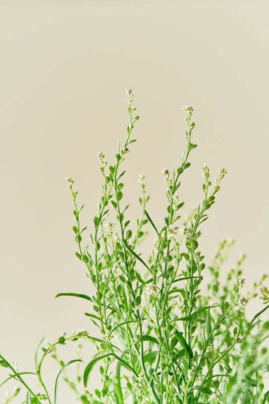 Havekarse - frø - 1-årige sommerblomster - til din skærehave her vist på billede 2 fra Frk. Grønt