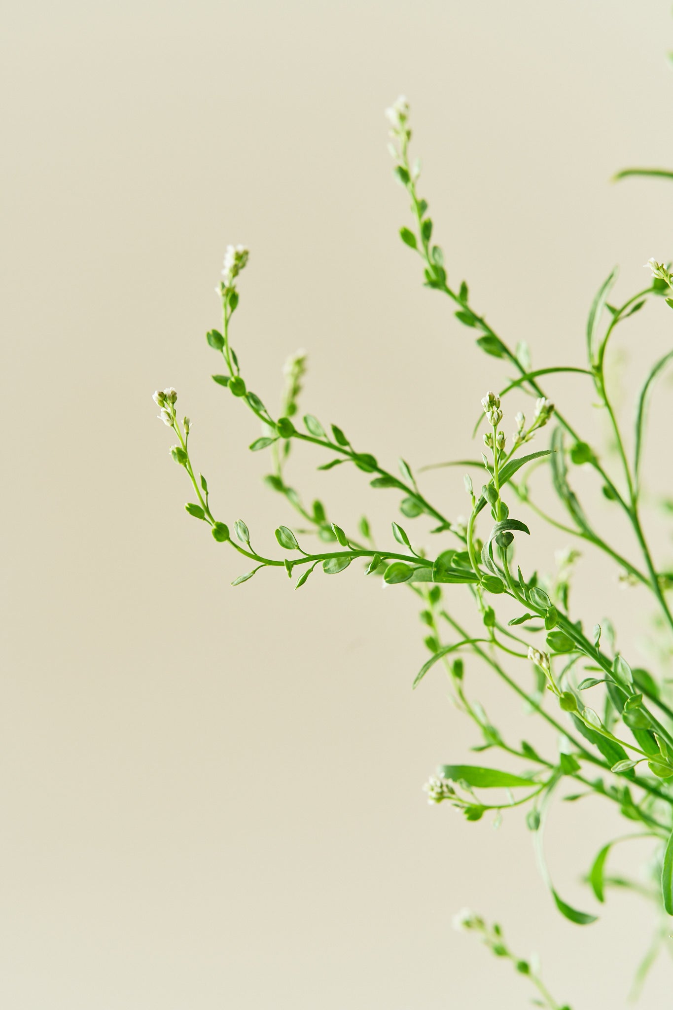 Havekarse - frø - 1-årige sommerblomster - til din skærehave her vist på billede 5 fra Frk. Grønt