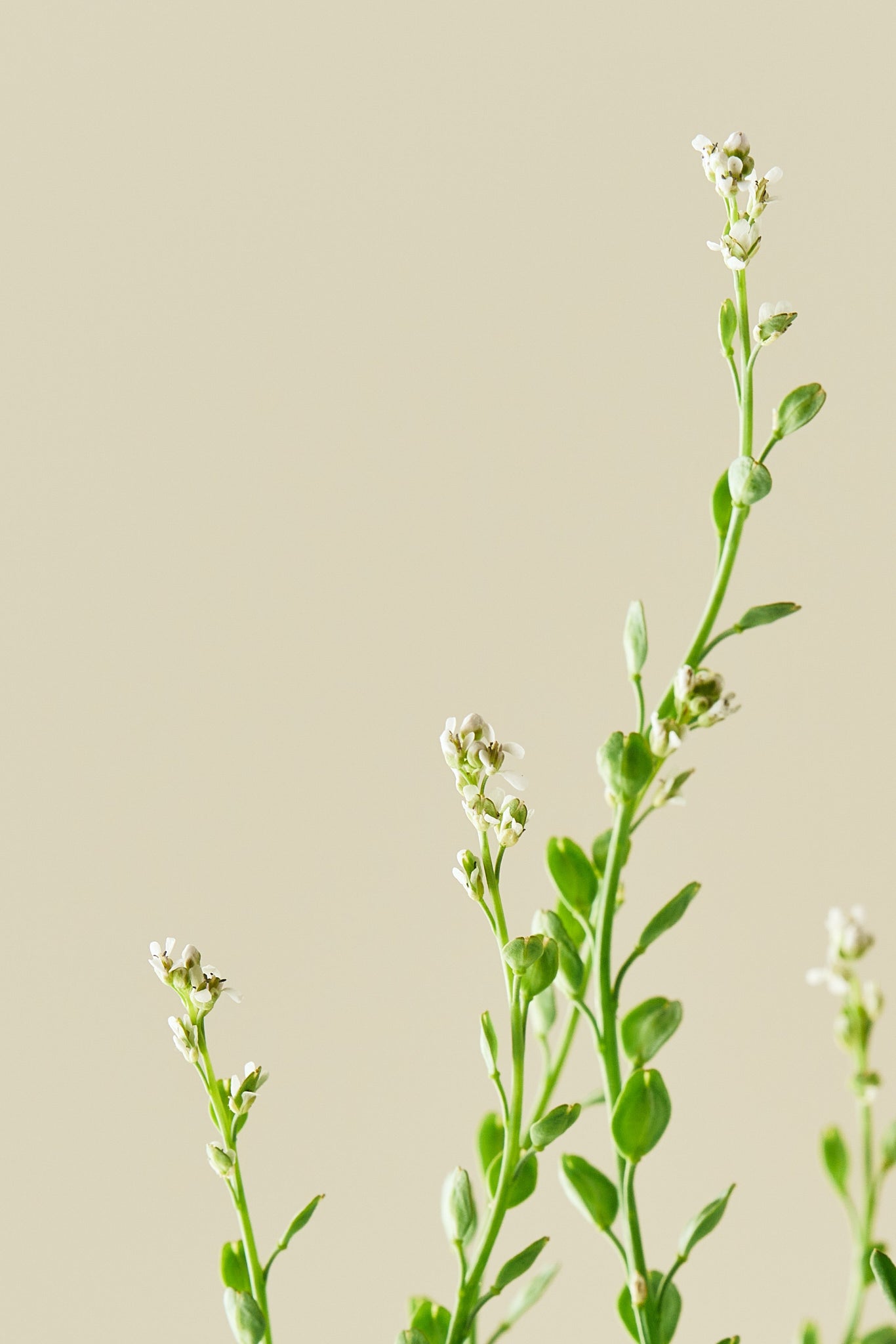 Havekarse - frø - 1-årige sommerblomster - til din skærehave her vist på billede 6 fra Frk. Grønt