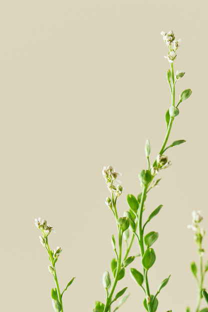 Havekarse - frø - 1-årige sommerblomster - til din skærehave her vist på billede 6 fra Frk. Grønt