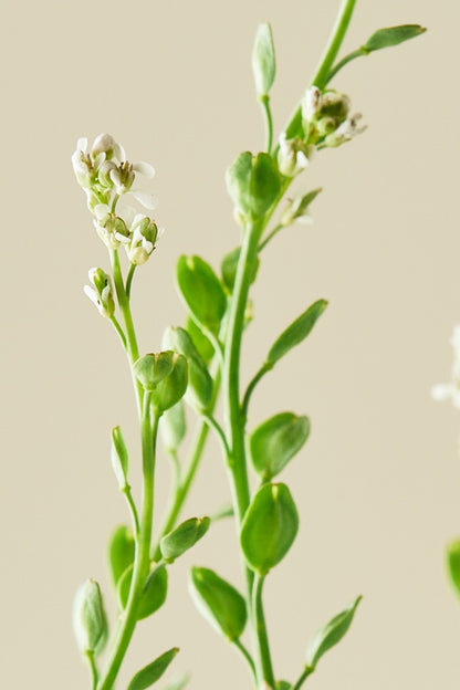 Havekarse - frø - 1-årige sommerblomster - til din skærehave her vist på billede 7 fra Frk. Grønt
