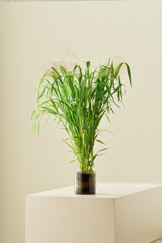 Hirsegræs 'Fireworks' - frø - 1-årige sommerblomster - til din skærehave her vist på billede 2 fra Frk. Grønt