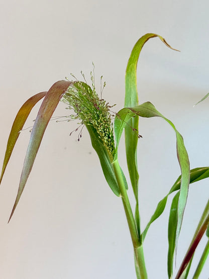 Hirsegræs 'Fireworks' - frø - 1-årige sommerblomster - til din skærehave her vist på billede 6 fra Frk. Grønt