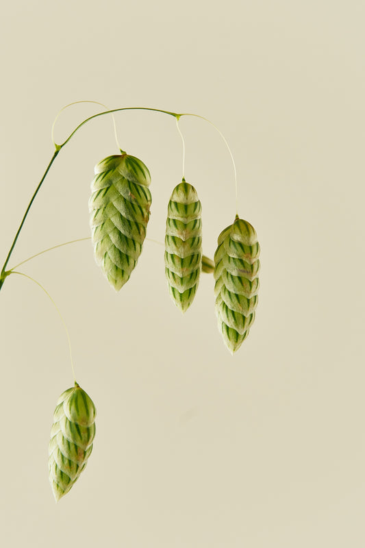 Hjertegræs - frø - 1-årige sommerblomster - til din skærehave her vist på billede 1 fra Frk. Grønt