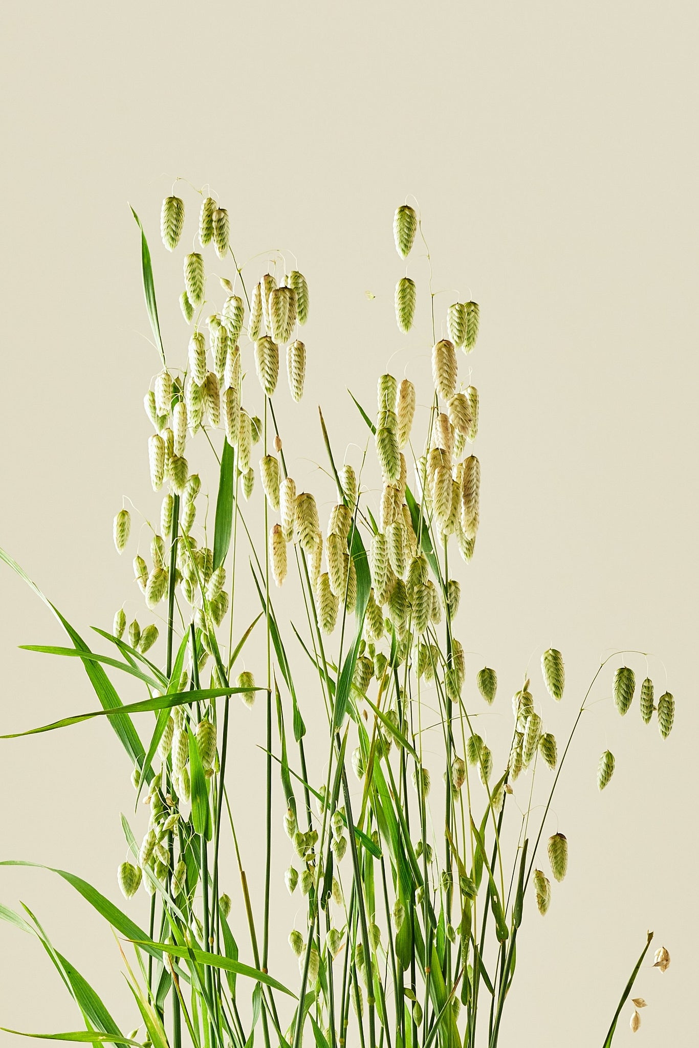 Hjertegræs - frø - 1-årige sommerblomster - til din skærehave her vist på billede 2 fra Frk. Grønt