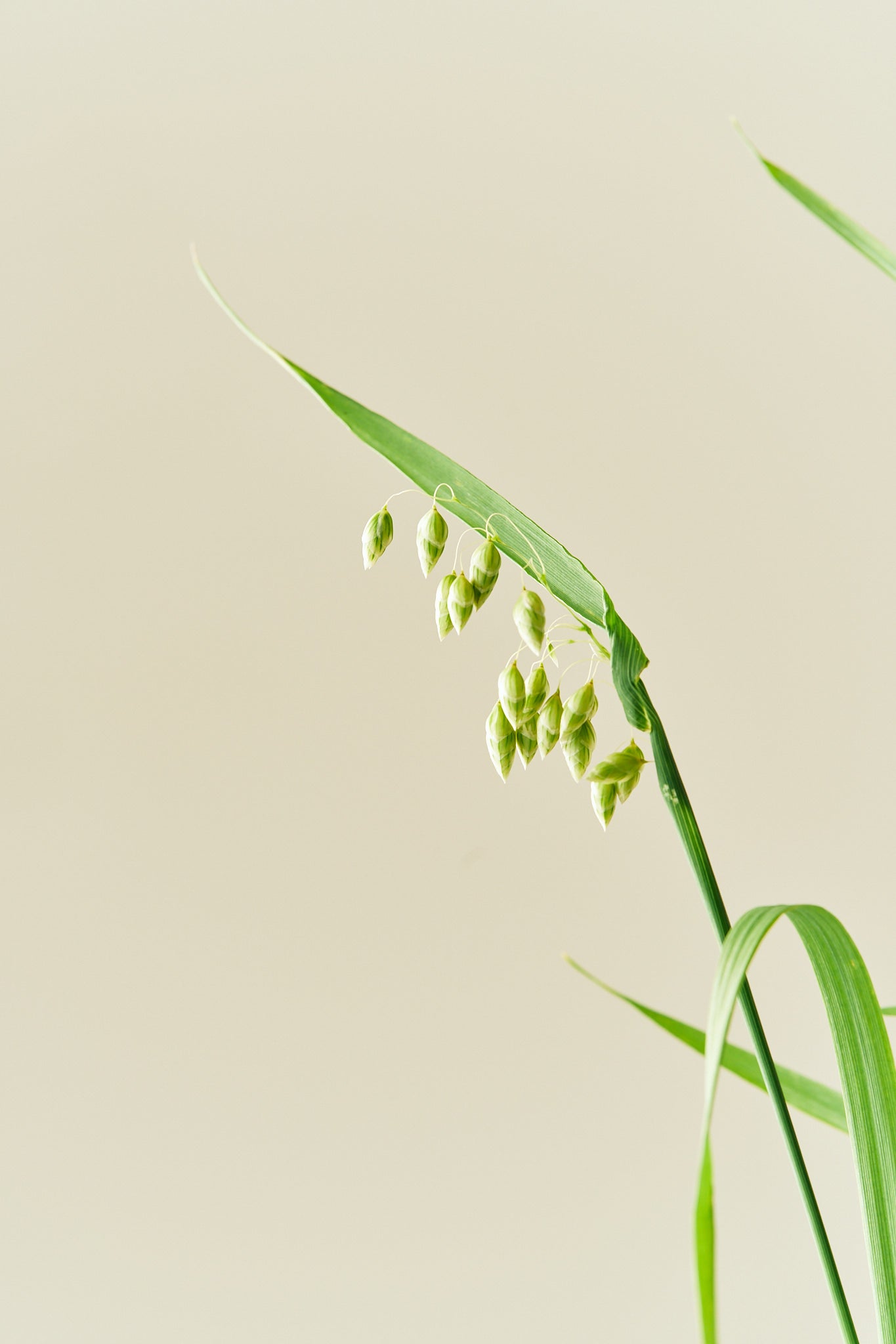 Hjertegræs - frø - 1-årige sommerblomster - til din skærehave her vist på billede 7 fra Frk. Grønt