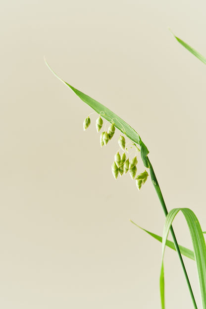 Hjertegræs - frø - 1-årige sommerblomster - til din skærehave her vist på billede 7 fra Frk. Grønt