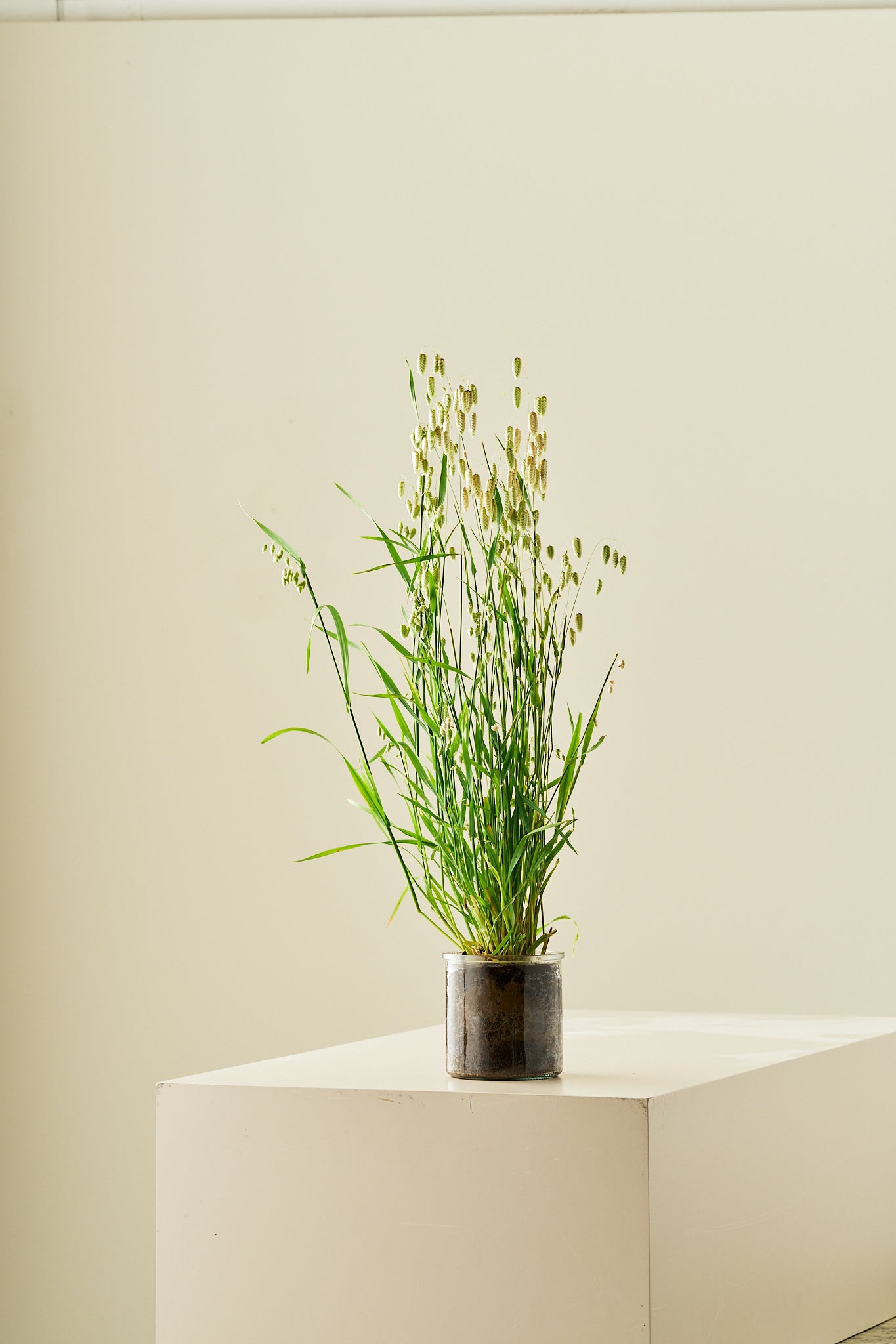Hjertegræs - frø - 1-årige sommerblomster - til din skærehave her vist på billede 8 fra Frk. Grønt