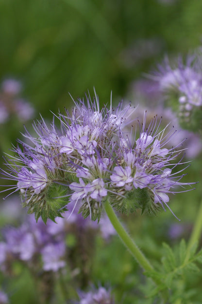 Honningurt - frø - 1-årige sommerblomster - til din skærehave her vist på billede 1 fra Frk. Grønt
