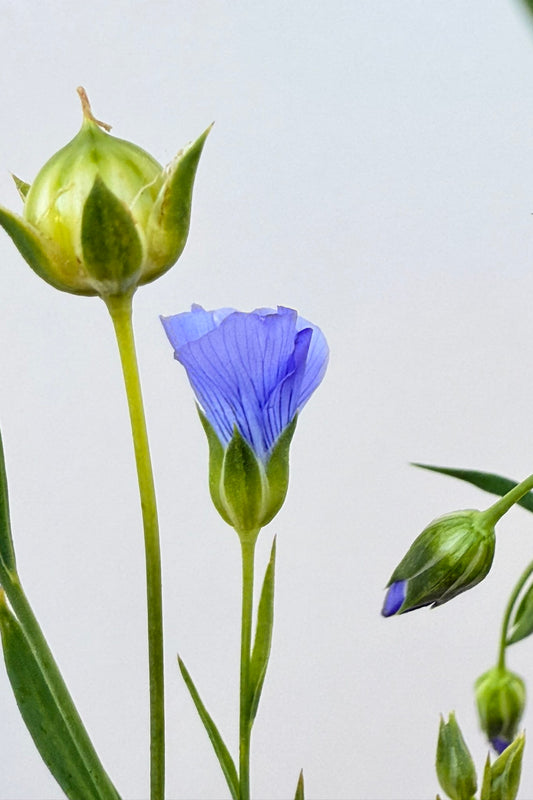 Hør 'Blå Spindhør' - frø - 1-årige sommerblomster - til din skærehave her vist på billede 1 fra Frk. Grønt