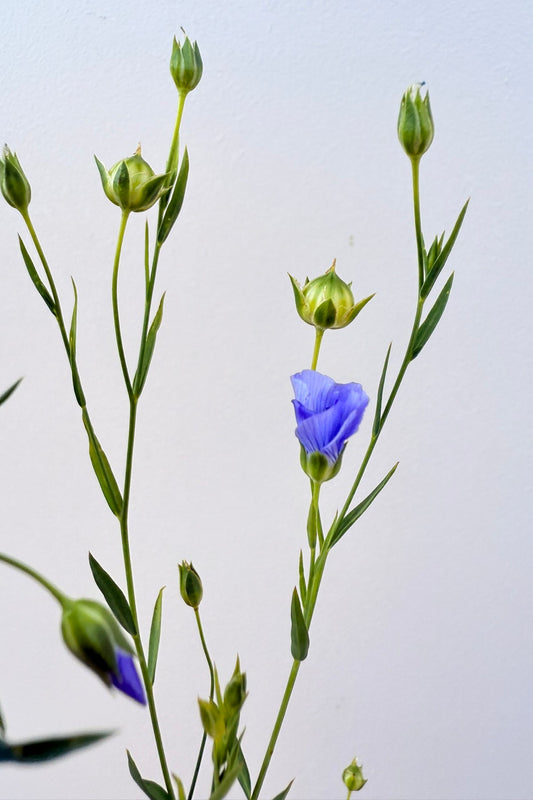Hør 'Blå Spindhør' - frø - 1-årige sommerblomster - til din skærehave her vist på billede 2 fra Frk. Grønt
