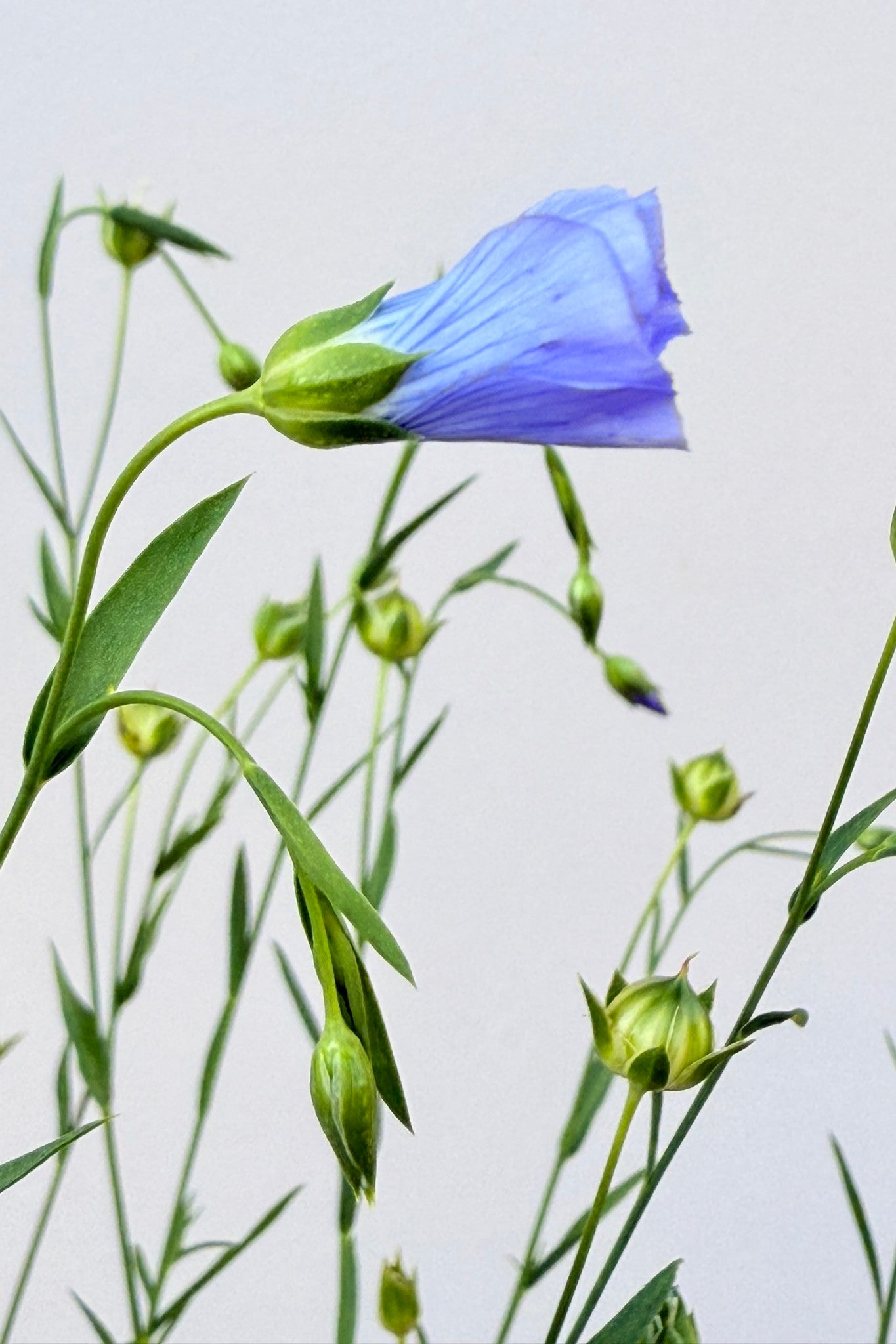 Hør 'Blå Spindhør' - frø - 1-årige sommerblomster - til din skærehave her vist på billede 3 fra Frk. Grønt
