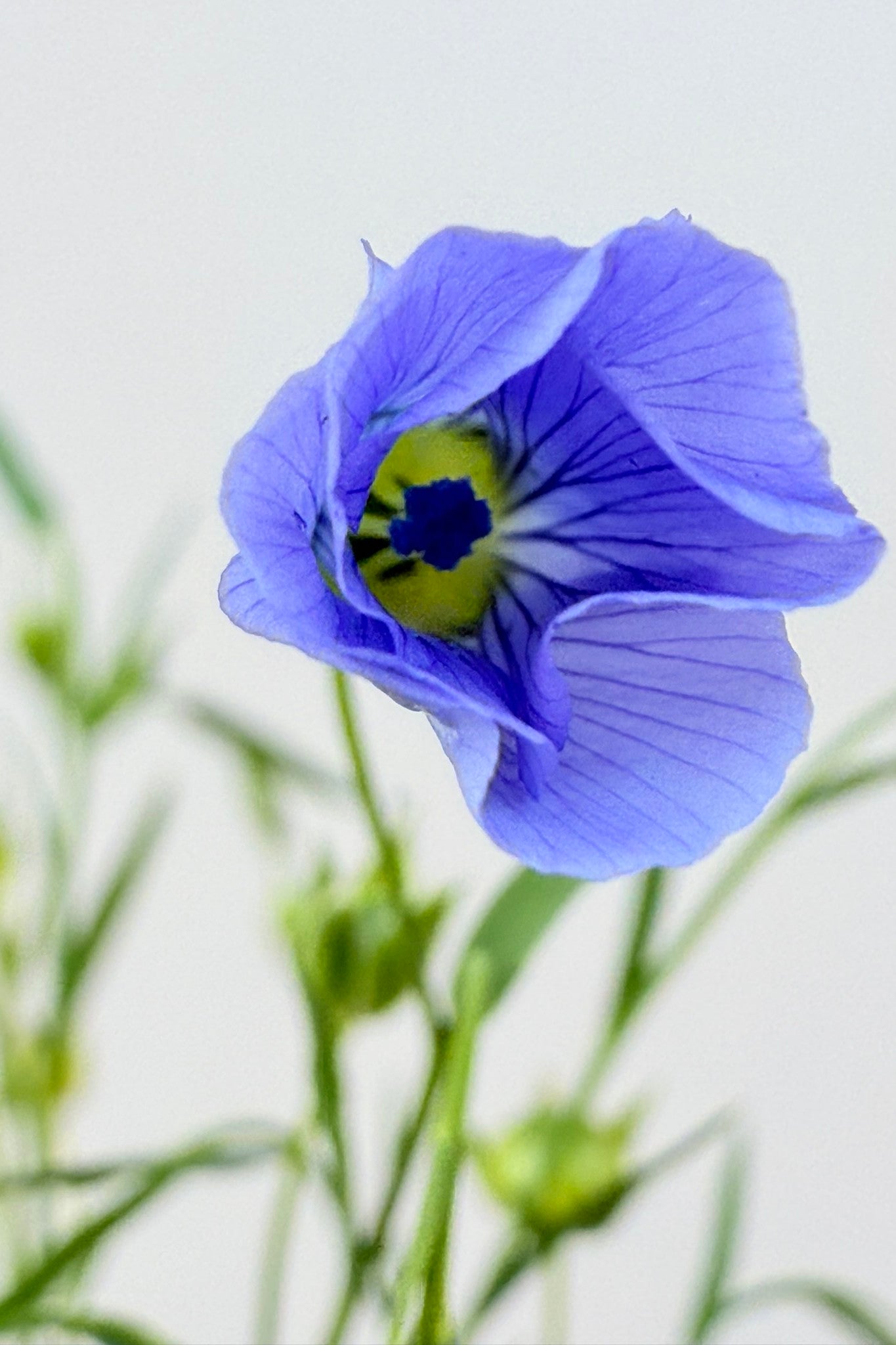 Hør 'Blå Spindhør' - frø - 1-årige sommerblomster - til din skærehave her vist på billede 4 fra Frk. Grønt