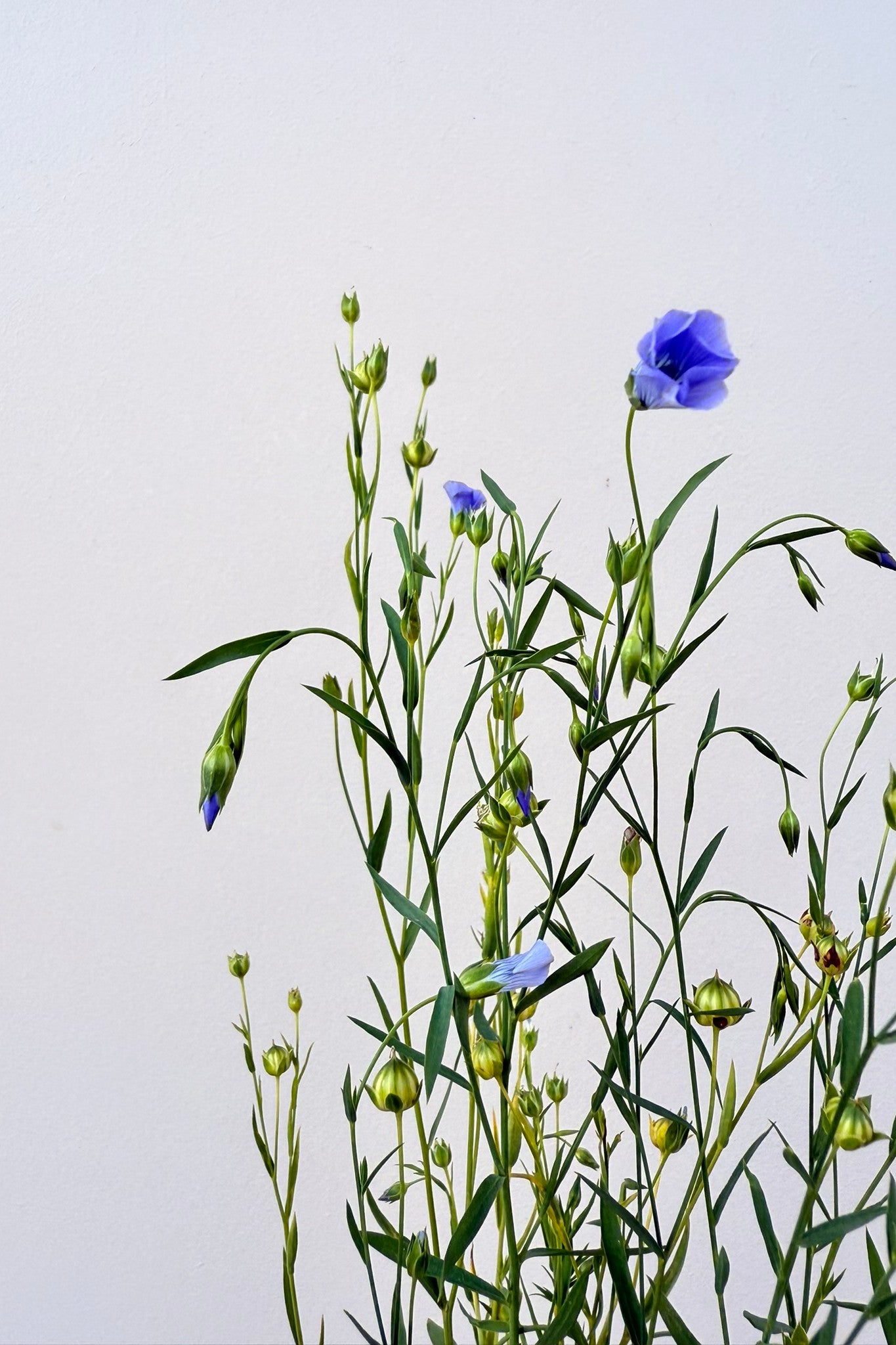 Hør 'Blå Spindhør' - frø - 1-årige sommerblomster - til din skærehave her vist på billede 5 fra Frk. Grønt