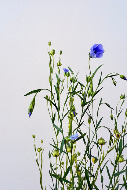 Hør 'Blå Spindhør' - frø - 1-årige sommerblomster - til din skærehave her vist på billede 5 fra Frk. Grønt