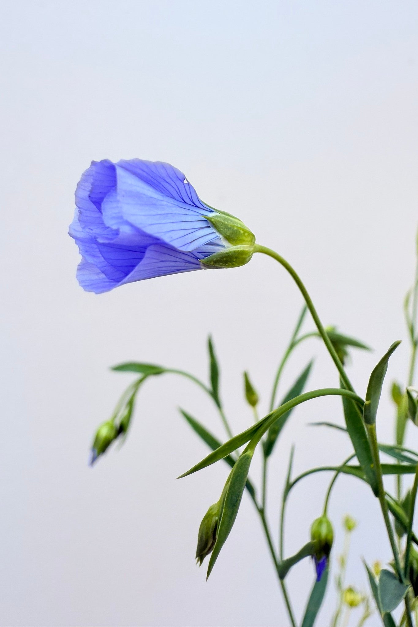 Hør 'Blå Spindhør' - frø - 1-årige sommerblomster - til din skærehave her vist på billede 6 fra Frk. Grønt