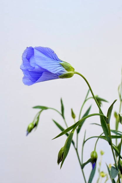 Hør 'Blå Spindhør' - frø - 1-årige sommerblomster - til din skærehave her vist på billede 6 fra Frk. Grønt