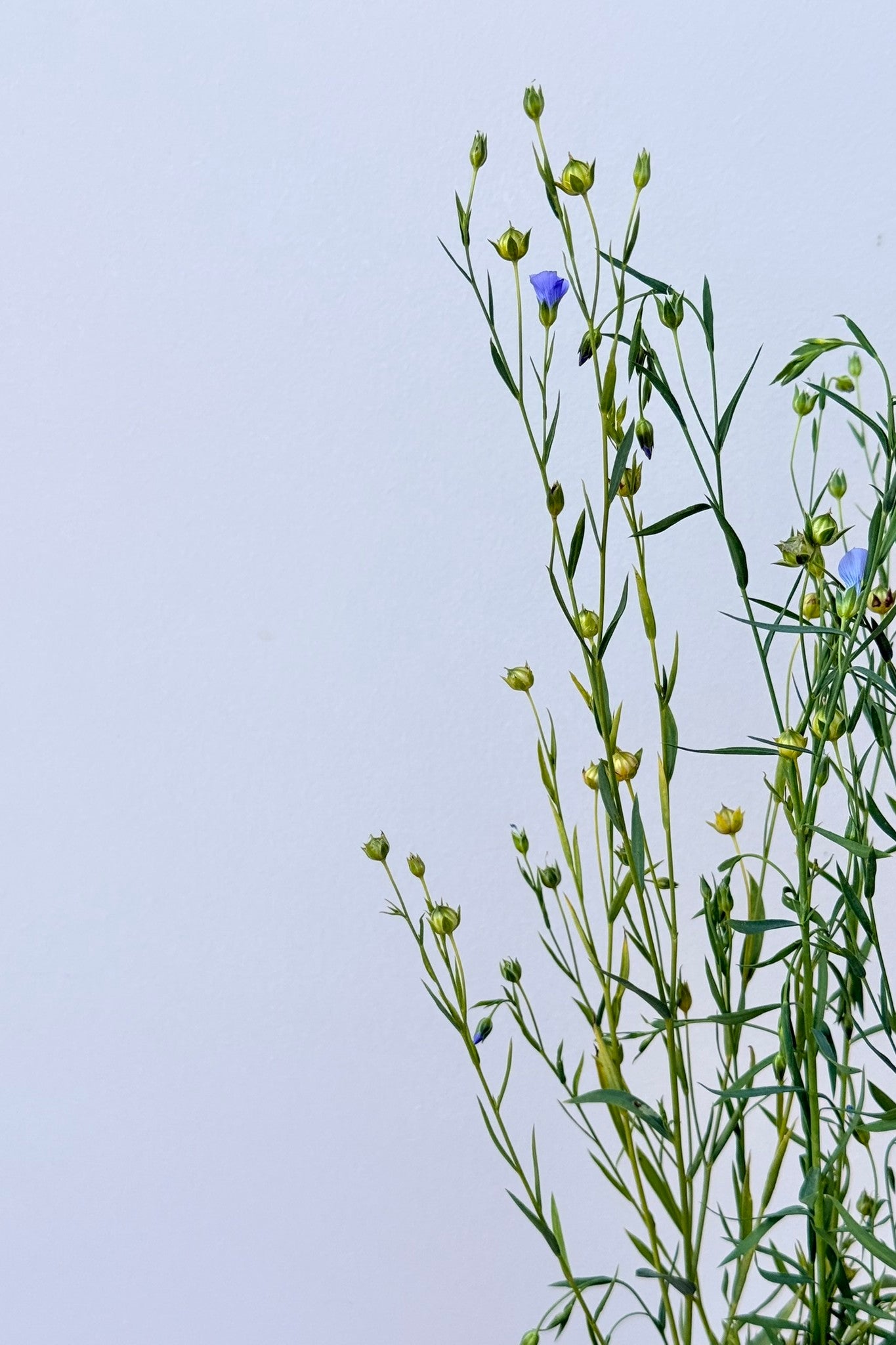 Hør 'Blå Spindhør' - frø - 1-årige sommerblomster - til din skærehave her vist på billede 7 fra Frk. Grønt