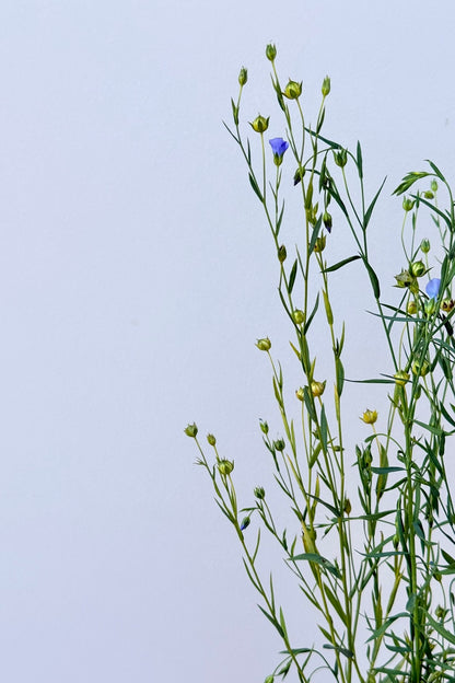 Hør 'Blå Spindhør' - frø - 1-årige sommerblomster - til din skærehave her vist på billede 7 fra Frk. Grønt